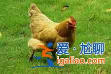 竹蓀燉雞？