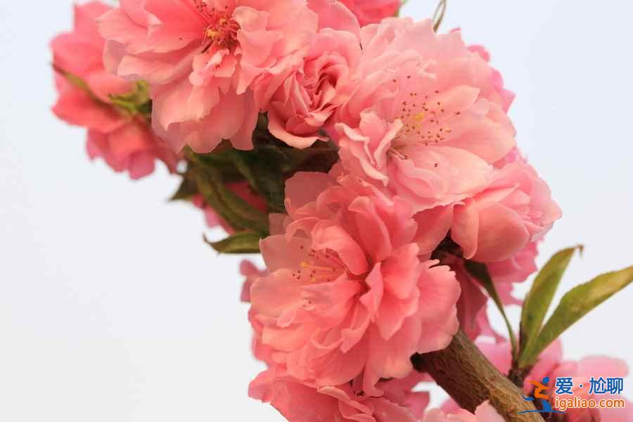 中國最美十大桃花“劫”，人見人愛??？