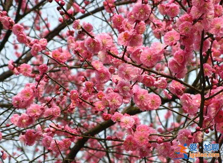 南京梅花山門票，南京梅花山怎么去？