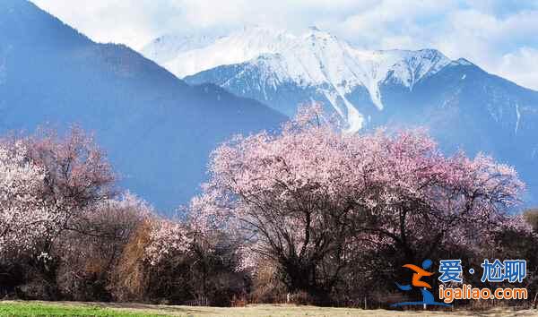 林芝桃花美到震撼！（多圖，附最佳觀賞時間）？