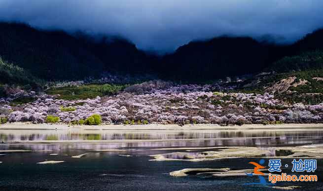4月，就去林芝看桃花吧！美翻了??？