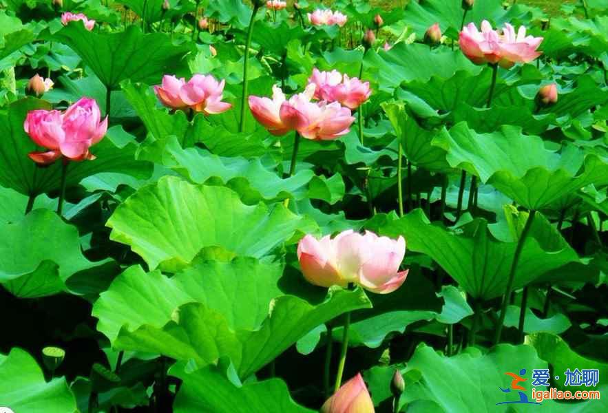 橋頭荷花節(jié)什么時候開始，2018橋頭荷花節(jié)時間？