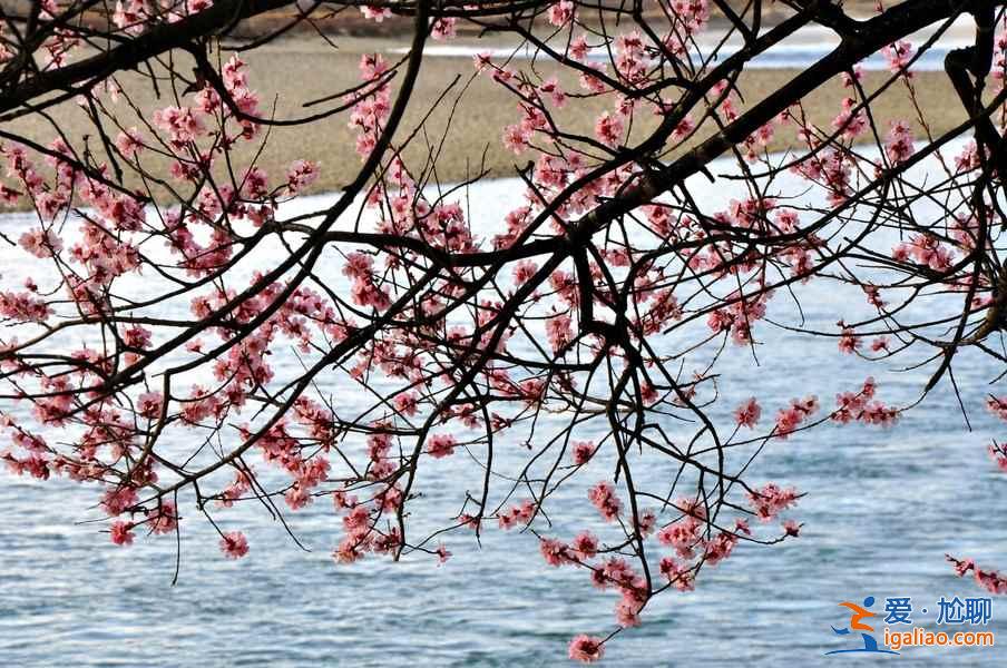2017林芝桃花節(jié)觀(guān)賞攻略（附：賞花時(shí)間、地點(diǎn)、路線(xiàn)、交通、美食及住宿）？