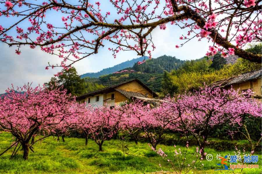 盤(pán)點(diǎn)國(guó)內(nèi)最美的桃花勝地，別說(shuō)我沒(méi)告訴你??？