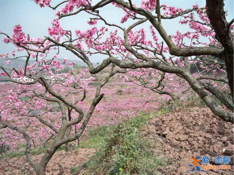 2017平谷桃花節(jié)什么時候開始,2017平谷桃花節(jié)地址、線路? 2017平谷桃花節(jié)什么時候開始,2017平谷桃花節(jié)地址、線路?