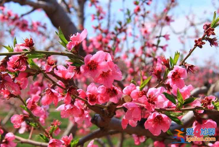 2017平谷桃花節(jié)什么時候開始,2017平谷桃花節(jié)地址、線路? 2017平谷桃花節(jié)什么時候開始,2017平谷桃花節(jié)地址、線路?