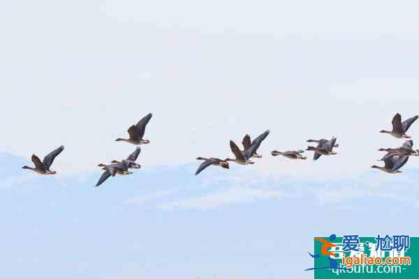 福州塔礁洲濕地公園觀(guān)鳥(niǎo)最佳時(shí)間？