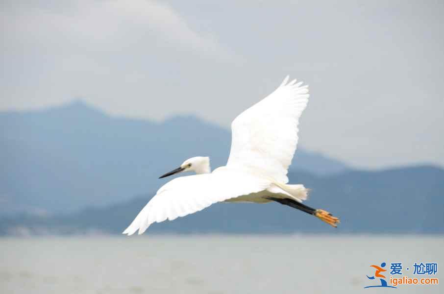 秋冬季去哪里觀鳥(niǎo)？盤(pán)點(diǎn)中國(guó)11大候鳥(niǎo)觀賞地？