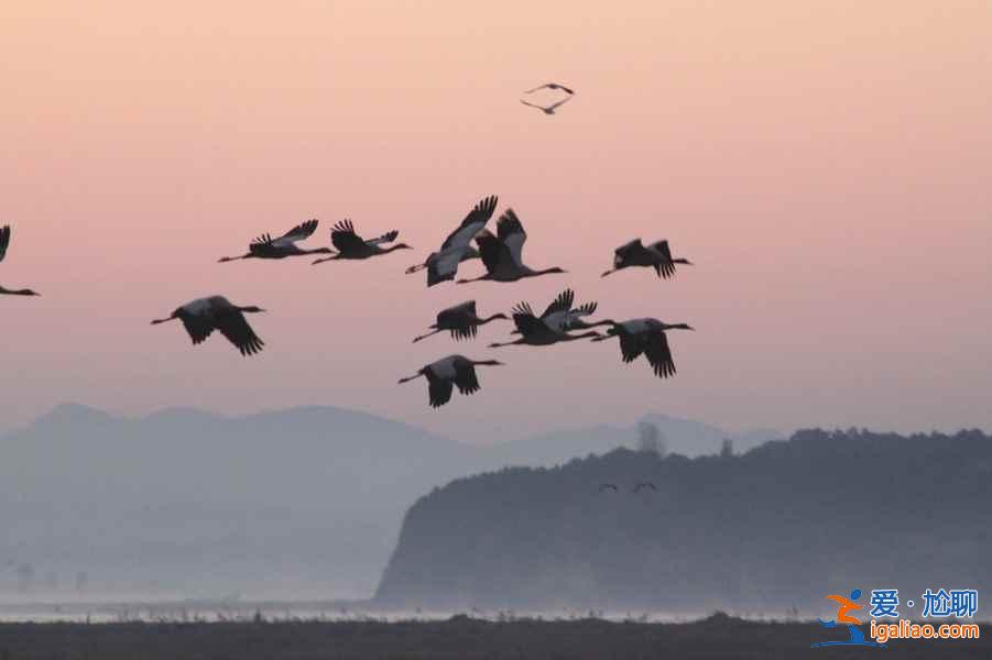 秋冬季去哪里觀鳥(niǎo)？盤(pán)點(diǎn)中國(guó)11大候鳥(niǎo)觀賞地？