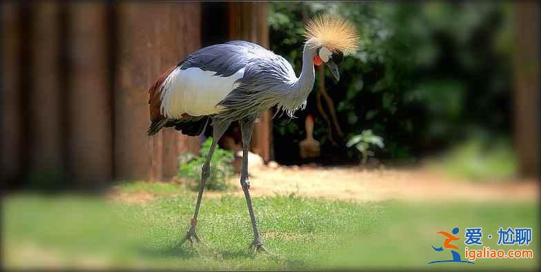 秋冬季去哪里觀鳥(niǎo)？盤(pán)點(diǎn)中國(guó)11大候鳥(niǎo)觀賞地？