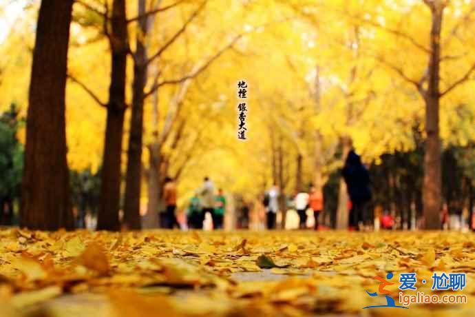 秋天到了，全國各城市賞銀杏圣地盤點？