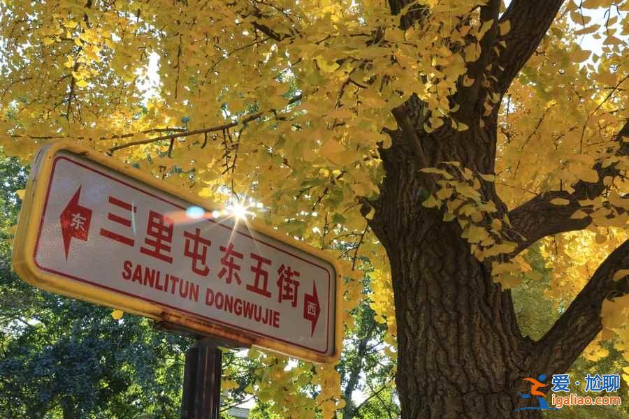 秋天到了，全國各城市賞銀杏圣地盤點？