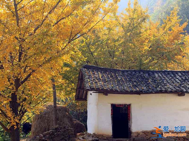 秋天到了，全國各城市賞銀杏圣地盤點？