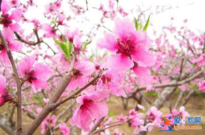 【北京桃花節(jié)】2017北京植物園桃花節(jié)時(shí)間—門(mén)票—交通信息? 【北京桃花節(jié)】2017北京植物園桃花節(jié)時(shí)間—門(mén)票—交通信息?