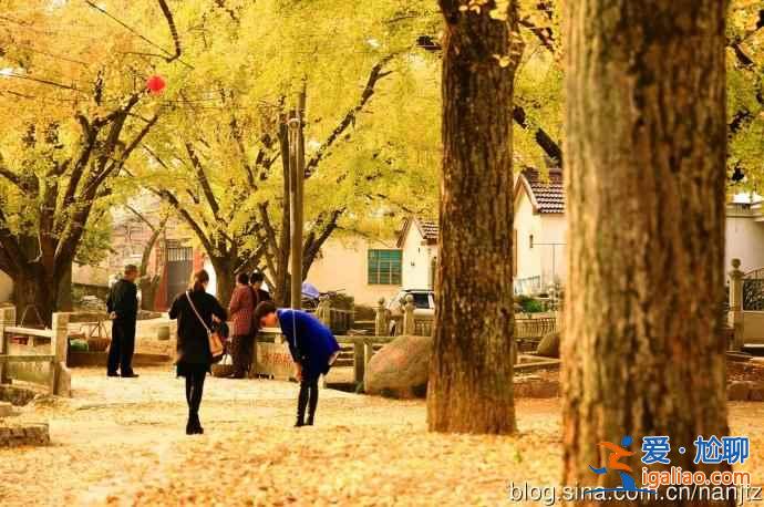 秋天到了，全國各城市賞銀杏圣地盤點？