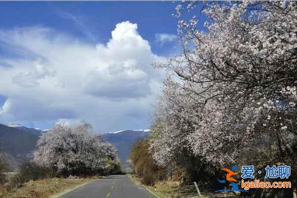 2017林芝桃花節(jié)，林芝地區(qū)桃花節(jié)詳情？