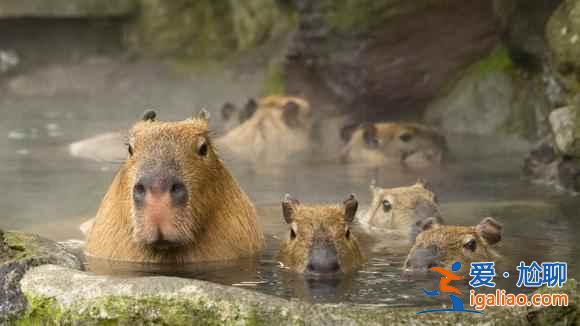 愛泡溫泉的小動物：日本不僅人類泡溫泉，動物也喜歡！？