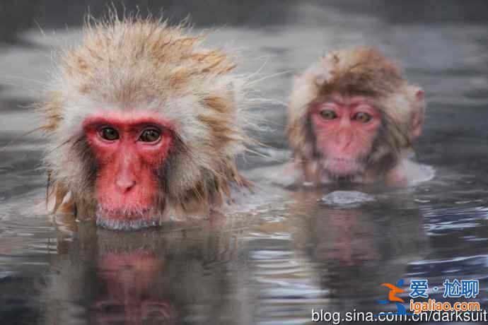 愛泡溫泉的小動物：日本不僅人類泡溫泉，動物也喜歡??？