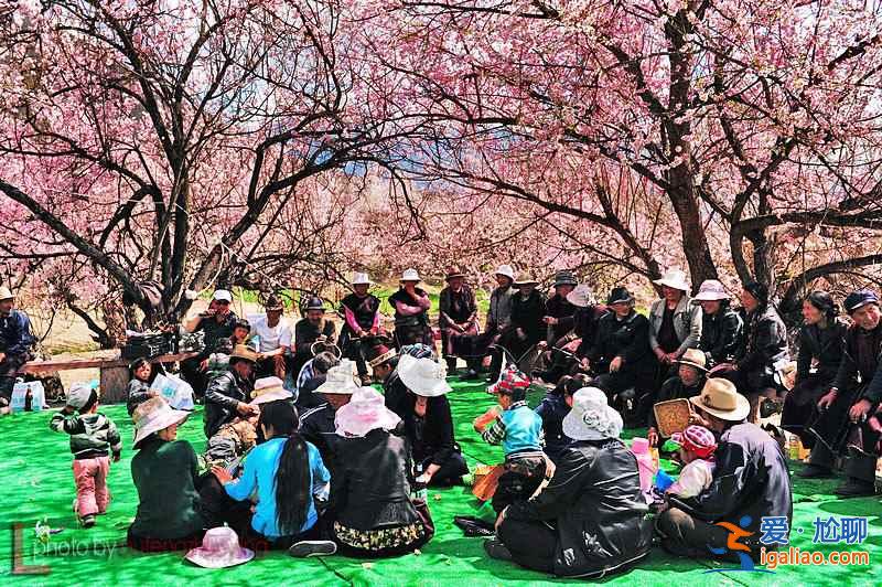 2017林芝桃花節(jié),林芝桃花節(jié)開幕時間、地點(diǎn)? 2017林芝桃花節(jié),林芝桃花節(jié)開幕時間、地點(diǎn)?