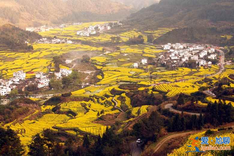 中國(guó)最美的十大油菜花海，赴一場(chǎng)花海盛宴？