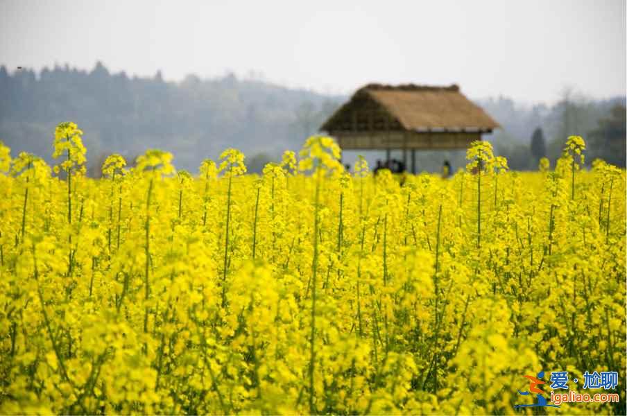 中國(guó)最美的十大油菜花海，赴一場(chǎng)花海盛宴？