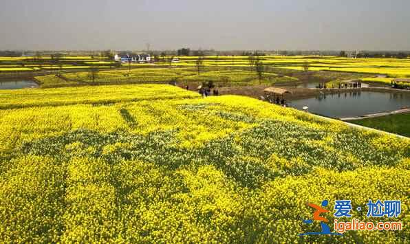 中國(guó)最美的十大油菜花海，赴一場(chǎng)花海盛宴？