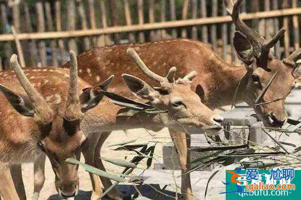2022竹海野生動物園春節(jié)免票規(guī)則？