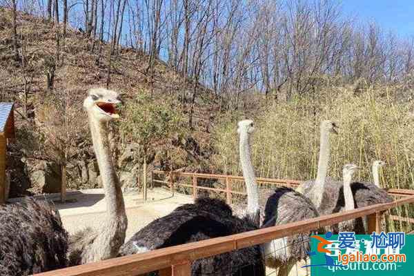2022竹海野生動物園春節(jié)免票規(guī)則？