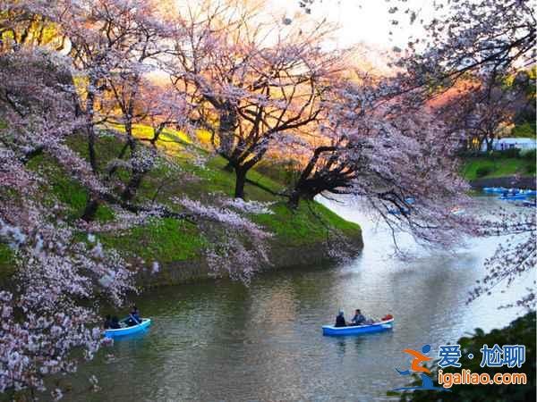 又到一年賞花時，東京賞櫻名所大全？