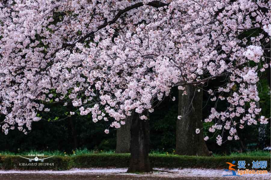 又到一年賞花時，東京賞櫻名所大全？