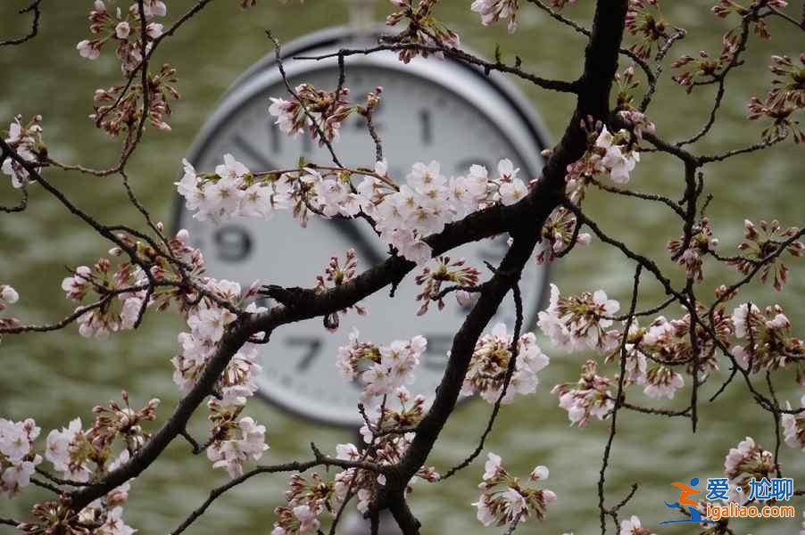 又到一年賞花時，東京賞櫻名所大全？
