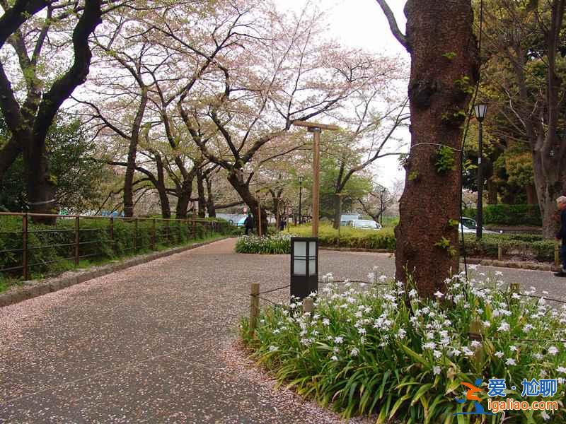 又到一年賞花時，東京賞櫻名所大全？
