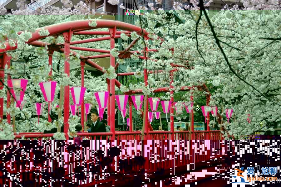 又到一年賞花時，東京賞櫻名所大全？