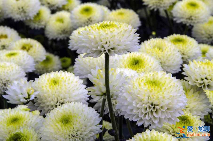 【秋季賞菊】2016國(guó)內(nèi)七大熱門(mén)菊花展？