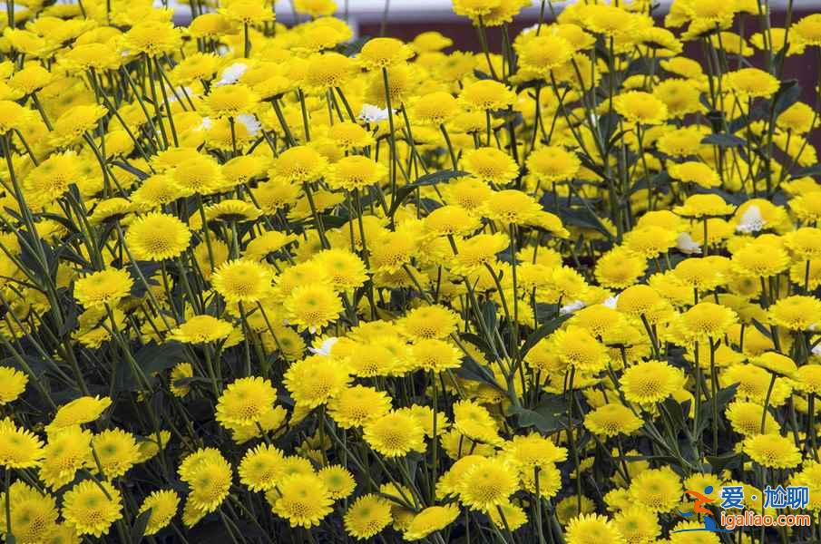 【秋季賞菊】2016國(guó)內(nèi)七大熱門(mén)菊花展？