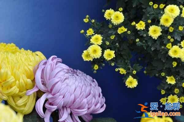 【秋季賞菊】2016國(guó)內(nèi)七大熱門(mén)菊花展？