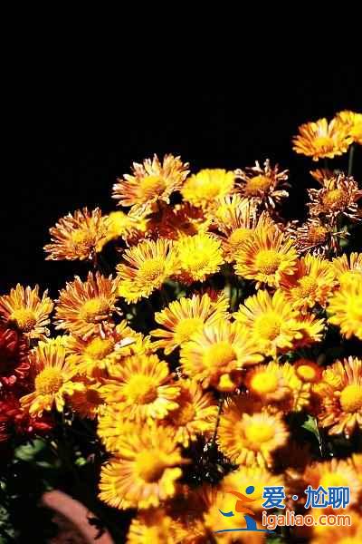 【秋季賞菊】2016國(guó)內(nèi)七大熱門(mén)菊花展？