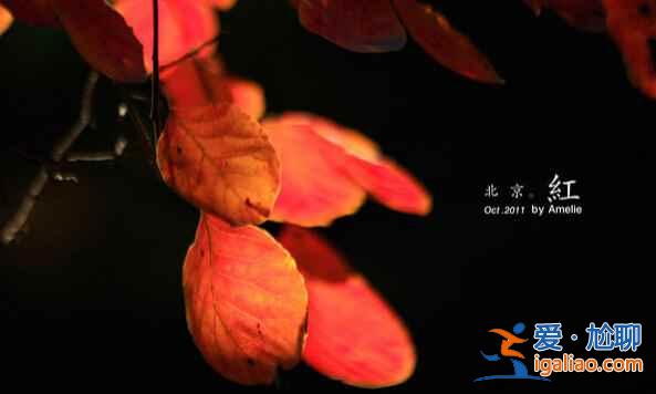 中國最美的四大秋色觀賞地，已淪陷??？