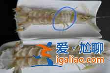琵琶蝦？