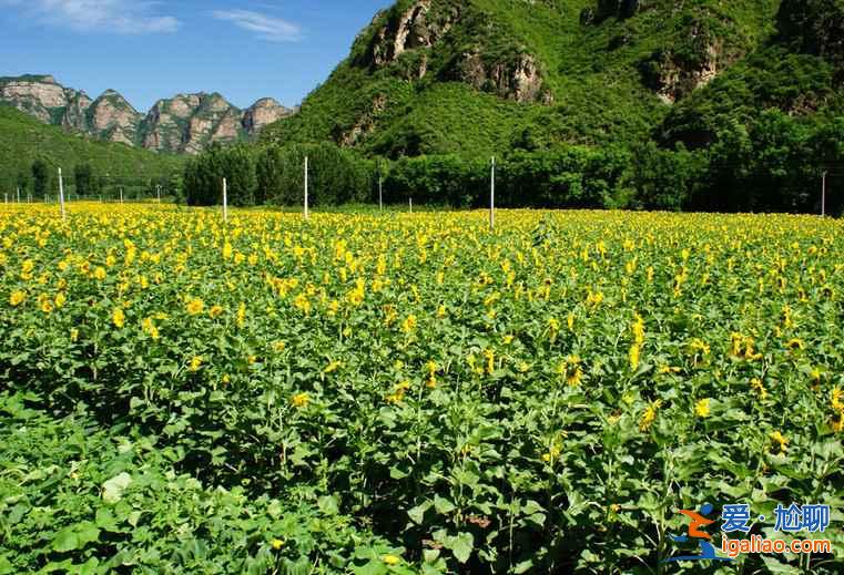 中國(guó)最美九大花海，你去過(guò)幾個(gè)？？