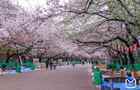 【東京哪里看櫻花好】東京賞櫻勝地，東京5大櫻花觀賞地推薦？