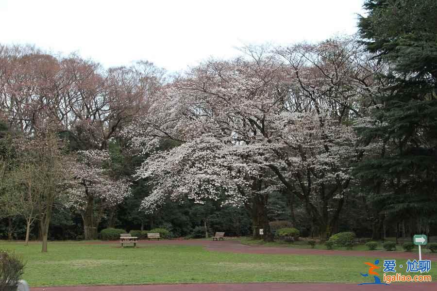 【東京哪里看櫻花好】東京賞櫻勝地，東京5大櫻花觀賞地推薦？