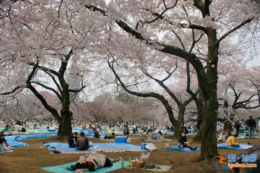 【東京哪里看櫻花好】東京賞櫻勝地，東京5大櫻花觀賞地推薦？
