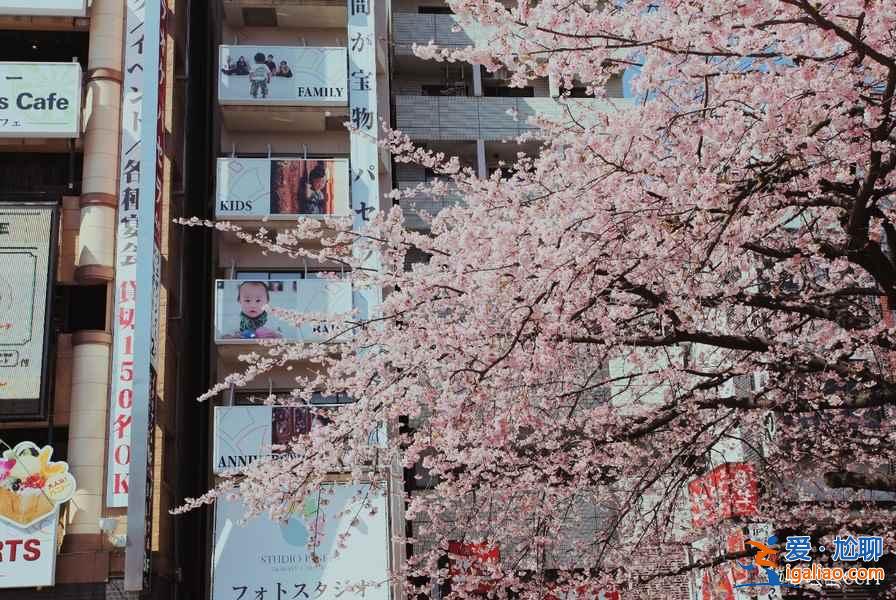 【東京哪里看櫻花好】東京賞櫻勝地，東京5大櫻花觀賞地推薦？