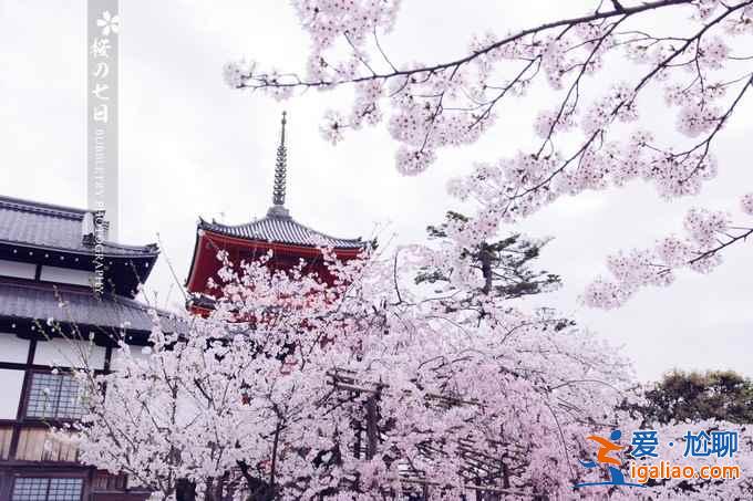 2017京都櫻花什么時(shí)候開，京都賞櫻花人少的地方？