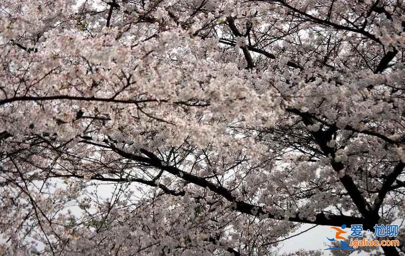 長沙植物園門票，2017長沙植物園櫻花好看么？
