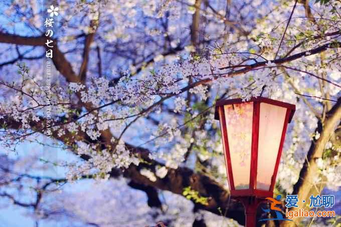 2017京都櫻花什么時(shí)候開，京都賞櫻花人少的地方？