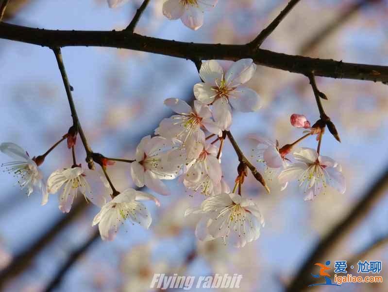 長沙植物園門票，2017長沙植物園櫻花好看么？
