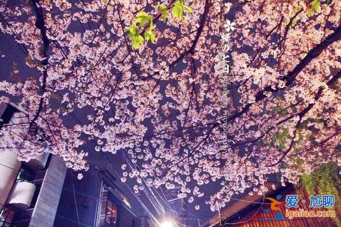 2017京都櫻花什么時(shí)候開，京都賞櫻花人少的地方？