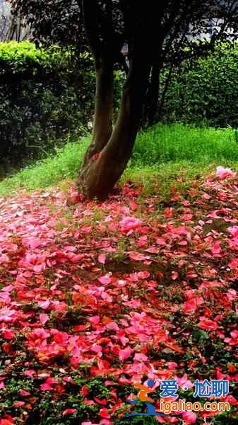長沙植物園門票，2017長沙植物園櫻花好看么？